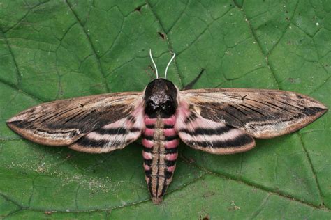 Privet Hawk Moth - Identification, Facts and Habitats