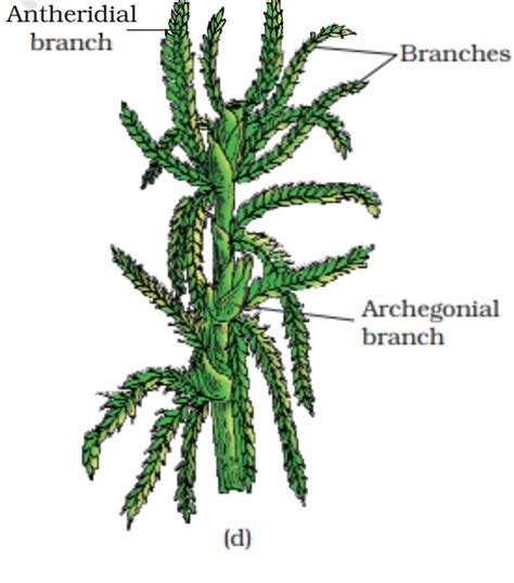 BRYOPHYTES Classification