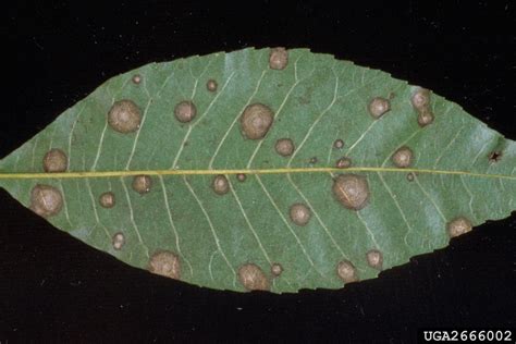 Pecan Brown Leaf Spot Disease: Treating A Pecan With Brown Spots On Leaves