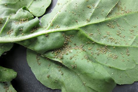 How To Get Rid Of Aphids • Insteading