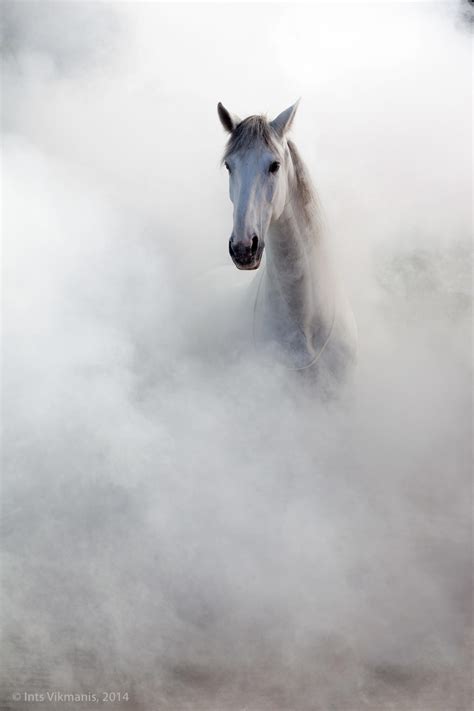 17 of the Best Examples of Horse Photography | Horse photography ...