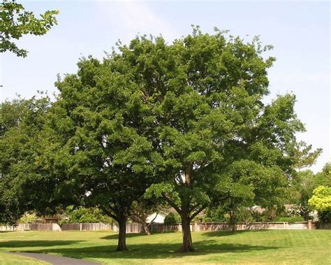 Celtis sinensis - Alchetron, The Free Social Encyclopedia