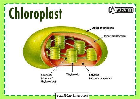 Draw A Well Labelled Diagram Of Chloroplast