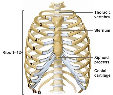 Rib Cartilage Injury - Masnad Health Clinic