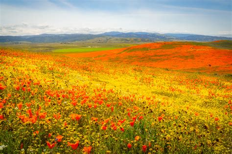 Antelope Valley California Poppy Reserve - Anne McKinnell Photography