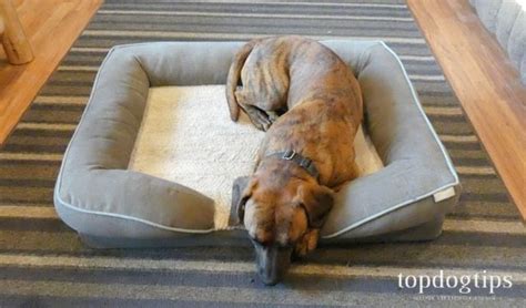 Frisco Bolster Dog Bed Review | Cheap High Quality Bed for Dogs