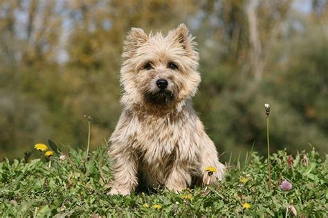 Cairn Terrier Poodle Mix Puppies – The Teacup Dogs