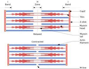 Myofibril - Definition, Function and Structure | Biology Dictionary