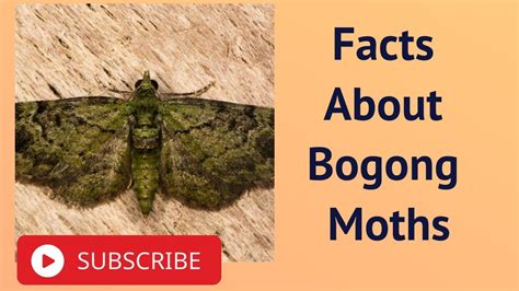 Facts About Bogong Moths - YouTube