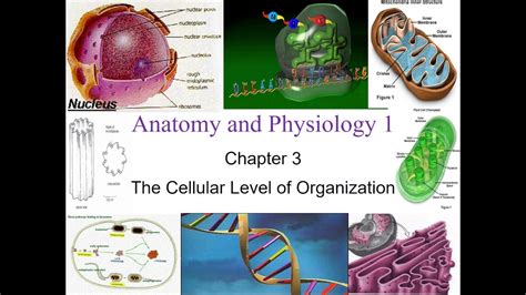 Anatomy Levels Of Organization - Anatomy Reading Source