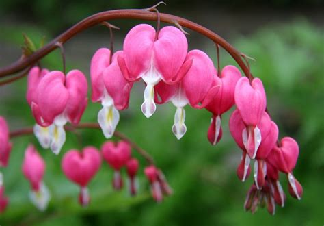 Growing Bleeding Heart | ThriftyFun