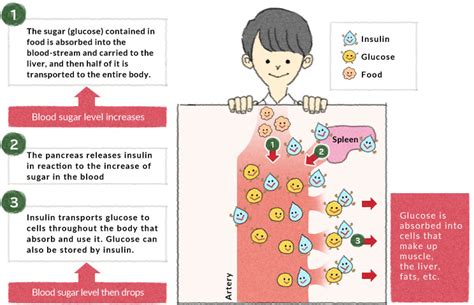 The relationship between blood sugar level and GI | Otsuka ...