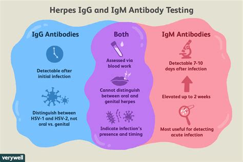 Test d'IgG pour l'herpès : Utilisations, effets secondaires, procédure ...