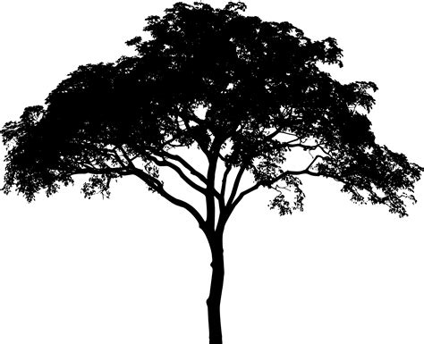 Free photo: tree silhouette - Nature, Painting, Plant - Free Download ...