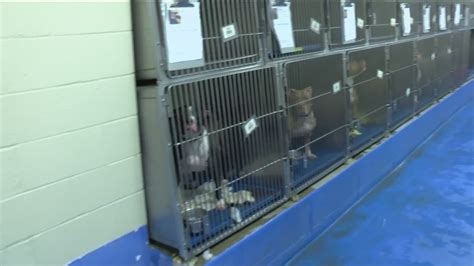 Lucas, Wood counties dog shelters see increase in strays | wtol.com