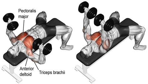 How To Do The Dumbbell Bench Press: Benefits, Performance, and ...