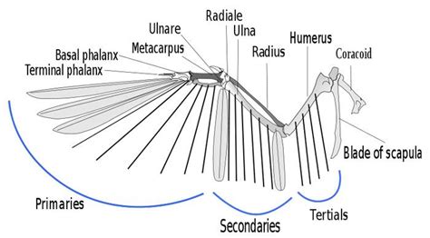 pelican skeleton diagram - Google Search | Birds | Pinterest | Wings ...