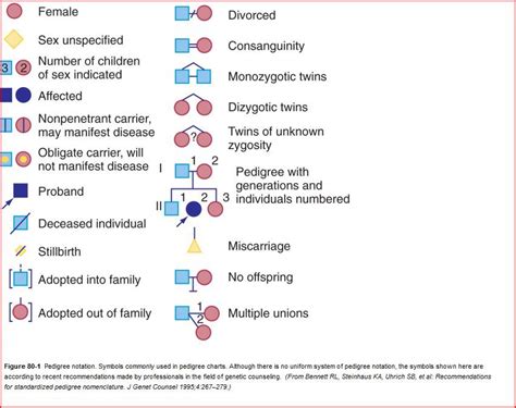 Symbols commonly used in pedigree charts | Pedigree chart, Ancestry ...