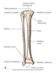 tib fib.jpg - Intercondylar eminence Tibial plateaus* Lateral condyle ...