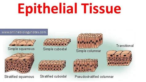 Simple Cuboidal Epithelium Characteristics