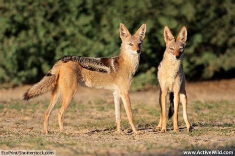 Black-Backed Jackal Facts, Pictures, Video & Information. Discover An ...