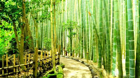 Download Kamakura Forest In Japan Bamboo Desktop Wallpaper | Wallpapers.com