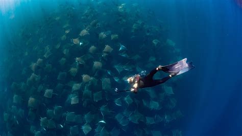 Mobula Munkiana: un espectáculo en Baja California Sur