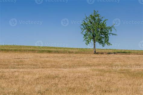 Green tree of blue sky 19576731 Stock Photo at Vecteezy