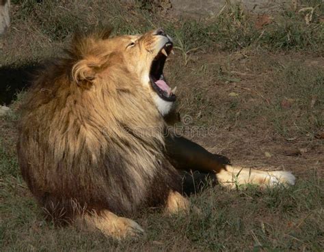 Roaring African Lion stock photo. Image of mane, king - 3300236