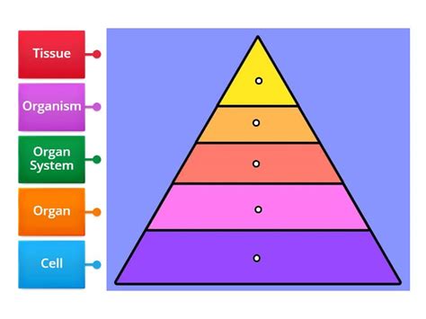 Levels of Organization 1 - Labelled diagram