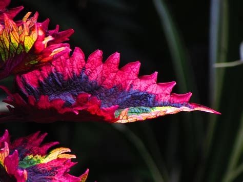 Premium Photo | A close up of a leaf with colorful leaves