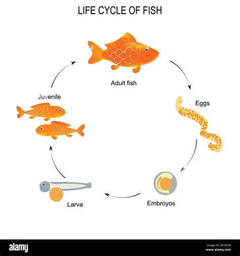 Life cycle of fish. Sequence of stages of development of fish from egg ...