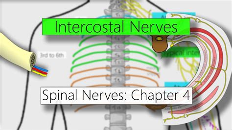 Intercostal nerves | Nervous system | 4K | Spinal nerves: Chapter 4 ...