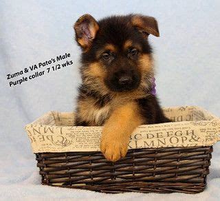 Mittelwest German Shepherds Julie Martinez | German shepherd, German ...