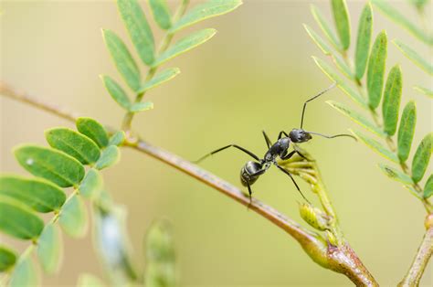 Exploring the World of the Black Garden Ant (Lasius Niger) - Glenlivet ...