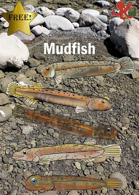 Mudfish - Octopus School