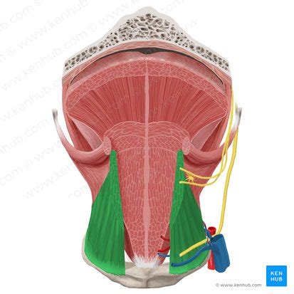 Tongue: Anatomy, muscles, taste buds, gustatory pathway | Kenhub