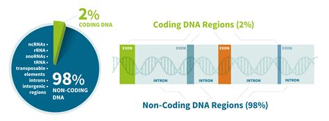 Non-Coding DNA | AncestryDNA® Learning Hub