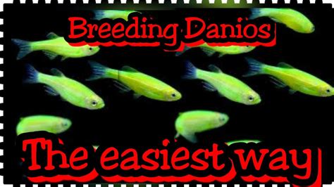 HOW TO BREED DANIO FISH / GREEN DANIOS - YouTube