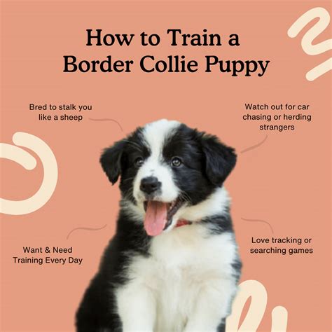 How to Train a Border Collie Puppy | Complete Training Guide