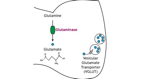 Neurotransmitters: Amino Acid Neurotransmitters (Glutamate, GABA ...