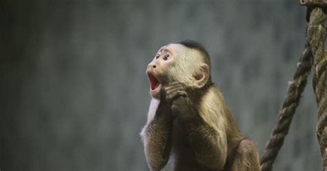 Ohio man gave amphetamines to pet monkey, prosecutors say | Trending ...