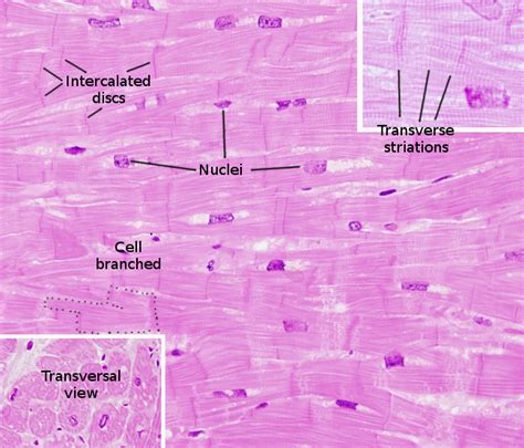 Cardiac Muscle Histology Em