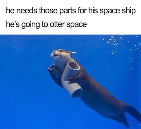 An otter meme : r/Otters