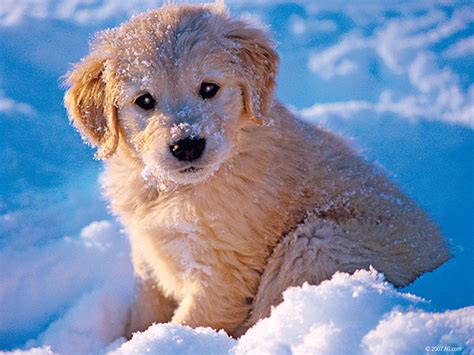 Cute Winter Puppy Wallpapers - Wallpaper Cave