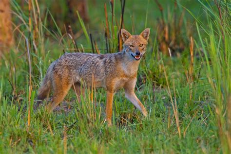 Golden Jackal: Facts, Diet, Habitat