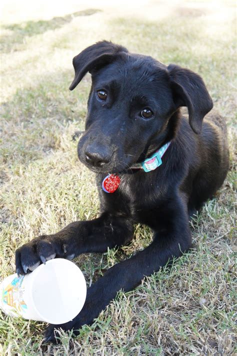 Borador (Border Collie-Lab Mix) Info, Puppies, Temperament, Pictures in ...