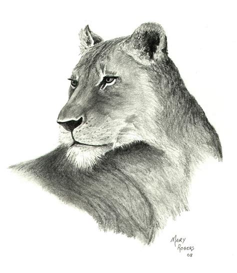 Pencil Drawings Of Lioness - pencildrawing2019