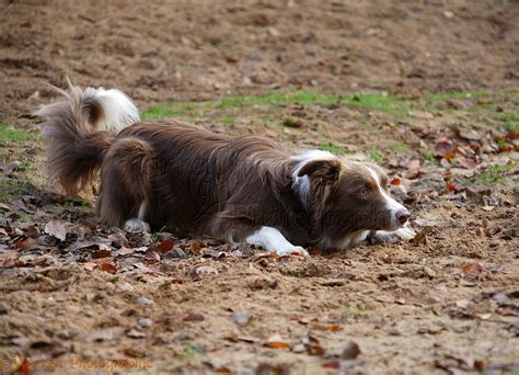 What Is Border Collie Herding