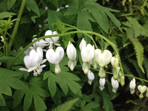 Dicentra spectabilis 'Alba' - Pépinière Cramer Inc.